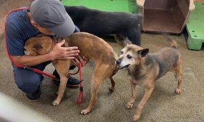 24間民間收容所照護3256隻犬貓 新北強化輔導補助與退場機制