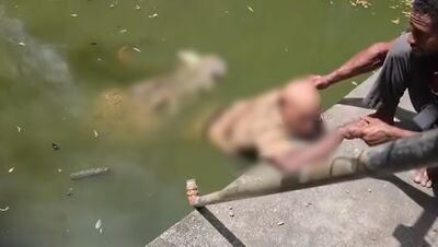 巨鱷咬腿拖下水！飼養員「受困逾1小時」亡　忍痛悲訴：我沒做錯事