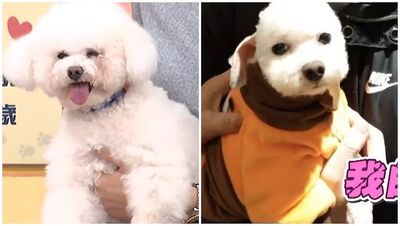 狗被婆婆無預警帶去剪毛！王思平愛犬回家一照鏡子傻眼：牠超不爽