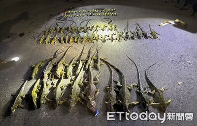 護豆專案2.0上路！屏東7鄉鎮夜間抓綠鬣蜥　排滿地畫面曝