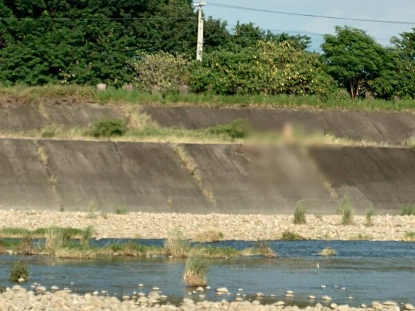 ▲▼彰化露鳥俠。(圖/民眾提供)