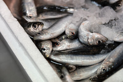 吃「沙丁魚」糖尿病風險減3成 醫:三酸甘油酯、血壓也降
