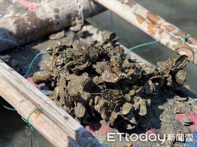 6月連續豪雨重創雲林沿海牡蠣養殖業 藍綠民代喊話中央補助