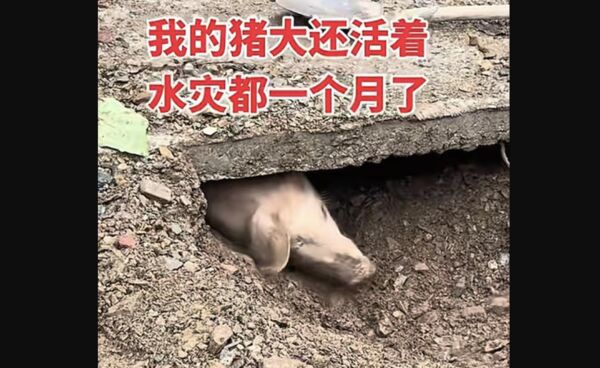 又見「豬堅強」！土石流埋36天奇蹟獲救　飼主猶豫過年是否宰殺　