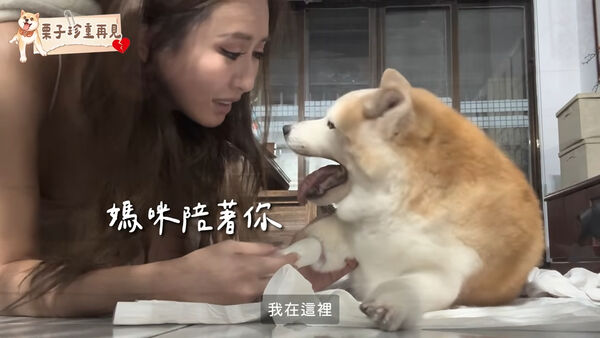 薔薔告別16年愛犬「忍痛安樂死」！　鏡頭前淚崩：下輩子要找到我