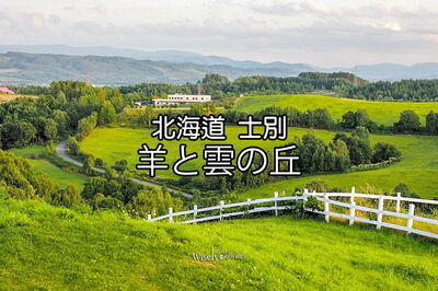 北海道綿羊小鎮牧場!眺望唯美綠丘大草原 旭川開車1小時就到