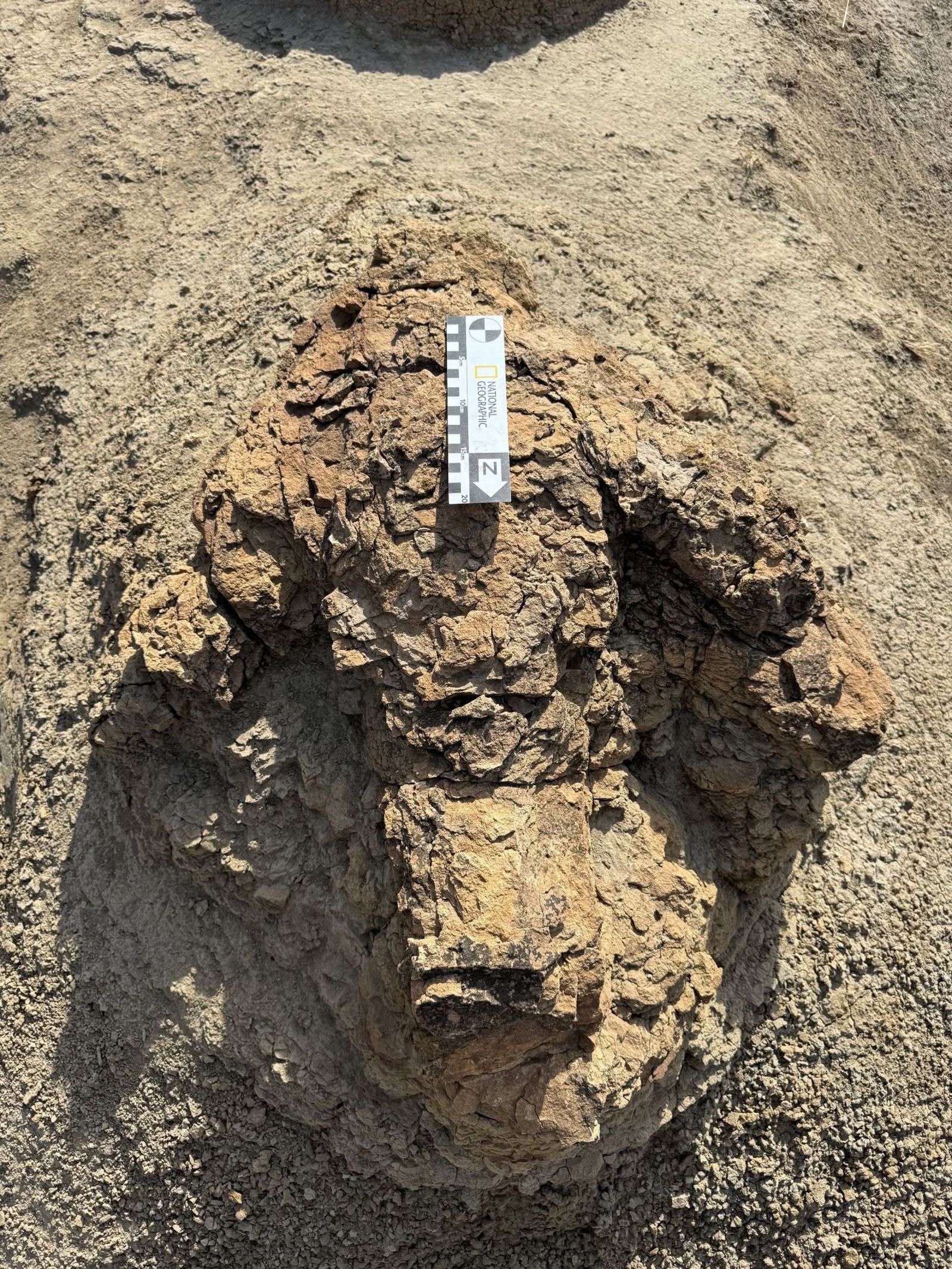 全球首見！成年暴龍「4枚巨大腳印」出土　6650萬年前滅絕前夕足跡曝光