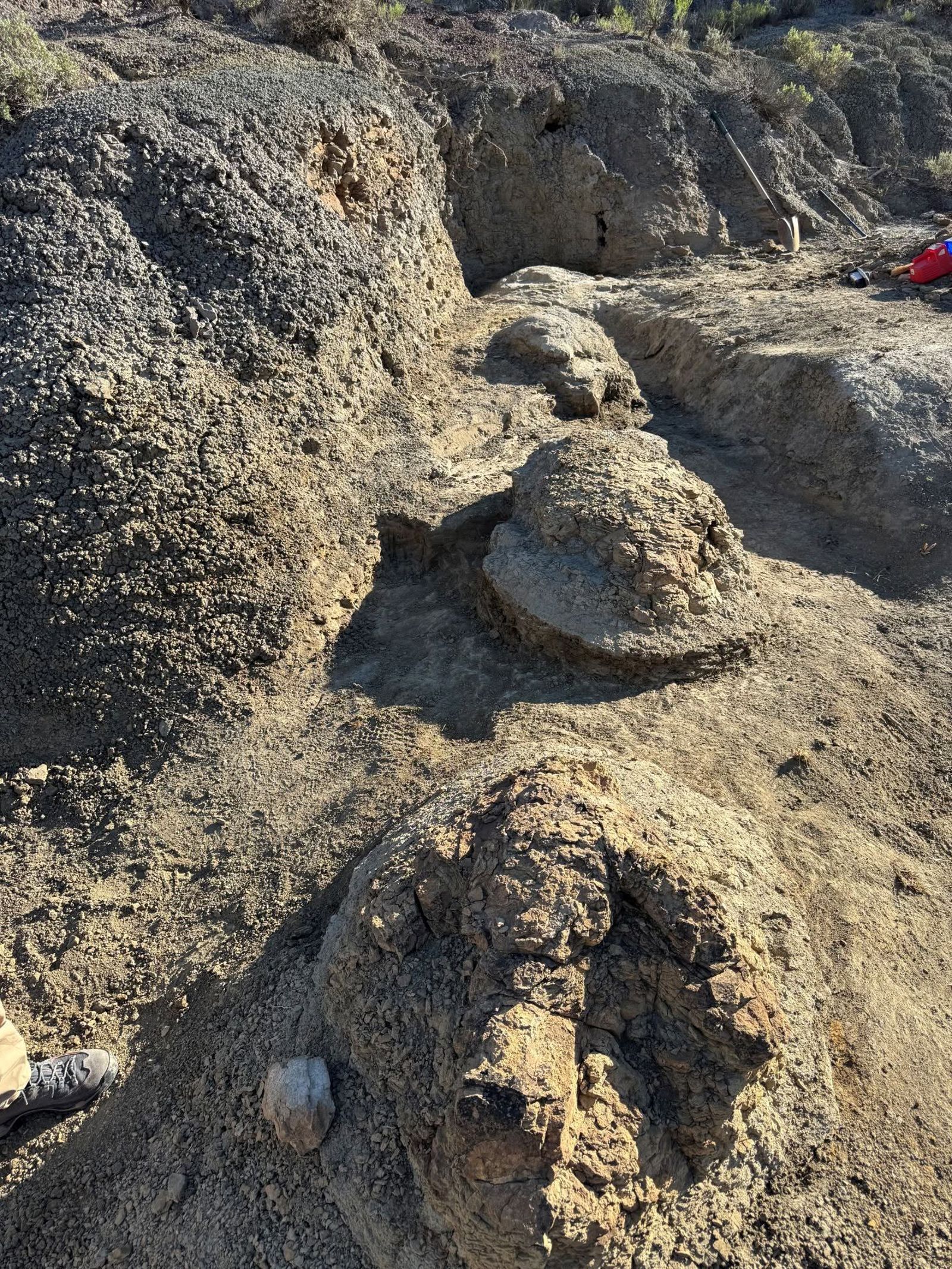 全球首見！成年暴龍「4枚巨大腳印」出土　6650萬年前滅絕前夕足跡曝光