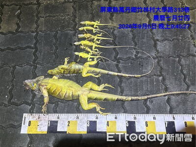 「獵人排行榜」出現大變動！　李男8個月捉8977隻綠鬣蜥奪冠