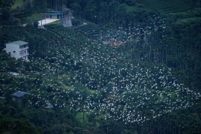 嘉義看秋季限定「萬鷺朝鳳」　順遊太平雲梯、吃山城美食