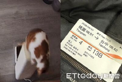 橘貓拆餵食機「把全家弄斷糧」 奴才被迫一大早高鐵衝回家