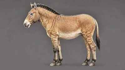 百年考古謎題!「滅絕古生物」奧氏馬真實樣貌曝 零散碎骨比對還原
