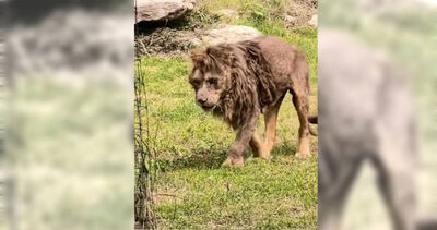 「百獸之王瘦成紙片獅」網憂遭虐待!動物園:年紀大正常體態