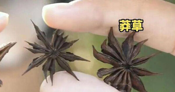 女子從超市買八角回家燉肉，孩子一數竟發現其中一顆長出13個角，進一步辨識疑似是有毒莽草。（圖／翻攝自大陸環球網資訊）