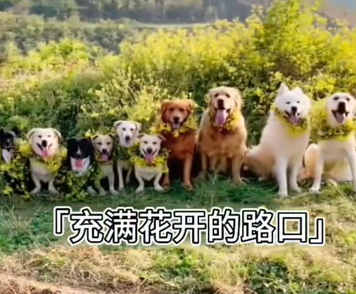 ▲老兵開了浪浪園區。（圖／翻攝自陸抖）