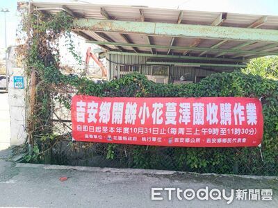 根除「緣癌」啓動!小花蔓澤蘭危害生態 吉安每公斤8元收購