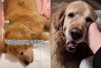 抖音百萬粉網紅狗「大酸奶」突過世　生前上班厭世臉爆紅