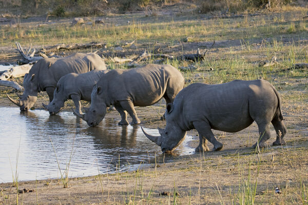 ▲▼南非克魯格國家公園（Kruger National Park）的白犀牛。犀牛，非洲。（圖／達志影像／美聯社）