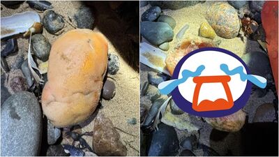海邊撿到膝蓋骨？翻面驚見「肉色」超嚇人　英海巡一看揭真相