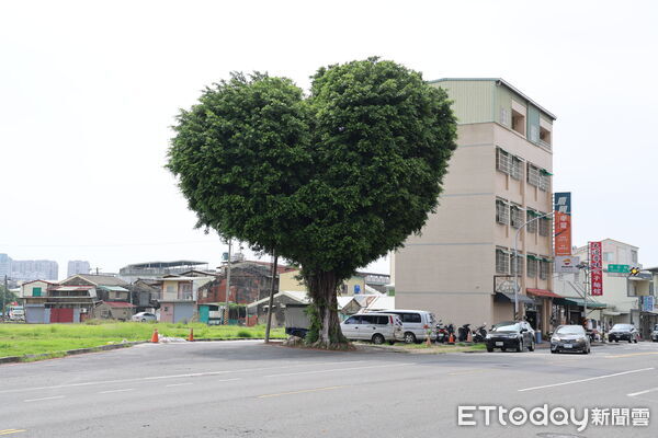 ▲台南市北區和緯路一段旁的大樹，經修剪後呈現醒目的愛心造型，在社群平台吸引約2.7萬人按讚。（記者林東良翻攝，下同）