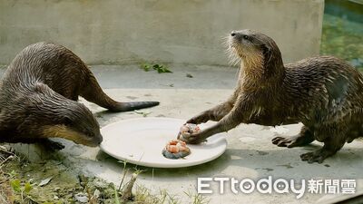 水獺嗑鮮蝦月餅、藪貓忙烤肉！　頑皮世界萌翻中秋