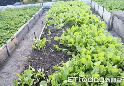 農民遭偷拔10多株A菜!急喊「農藥剛噴」毒性超強...絕不能吃
