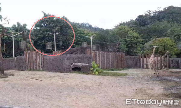 ▲▼台北動物園黑猩猩脫逃亂入 長頸鹿嚇爆奔逃畫面曝。（圖／網友授權使用）