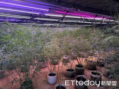 父子經營農場斜槓「溫室種大麻」還找3工人照顧 茂盛畫面曝光
