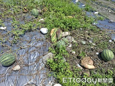 西瓜豪雨受災!鳳林、壽豐獲現金救助受理申請 每公頃6.4萬