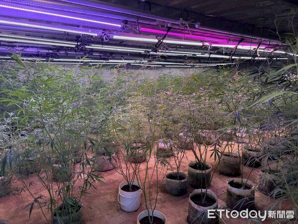 ▲▼父子檔經營農場,雇用3外籍移工種植大麻。(圖/記者邱中岳翻攝)