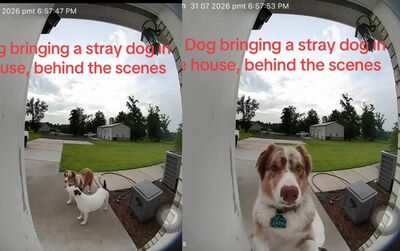 澳洲牧羊犬自己開門「帶浪浪朋友回家」 飼主被強迫收編傻