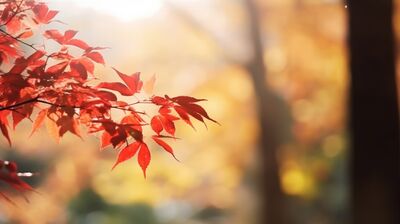 「秋分」最旺5星座!第一名升遷、業績有放大 防選錯人壓錯錢