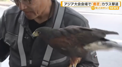 亞運田徑/賽道滿地鳥屎清不完!名古屋出奇招放老鷹趕烏鴉