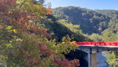 武陵農場「迎賓楓」提早1個月轉紅 10月上旬迎最佳賞楓期