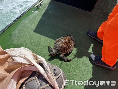 海龜遭網具纏身掙扎!恆春海巡撈起清除 3分鐘助重返大海