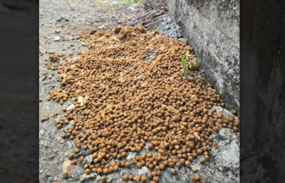 不怕毛小孩就有機會!彰化徵「犬隻調查員」月薪34K 條件曝光