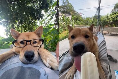 超多台灣人追蹤!陸網紅犬「彪哥」猝逝…生前疑中毒