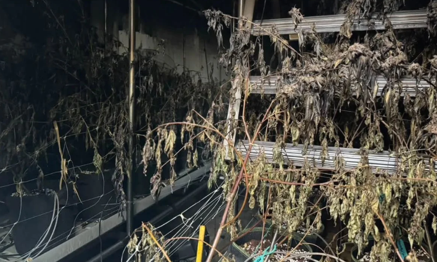 ▲▼泰大麻農場失火！　消防員、鄰居吸茫。（圖／翻攝自Sattahip News）