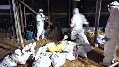 畜牧場珍珠雞確診H5N1!桃園撲殺2500隻 全面清消防堵病原