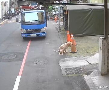 黃金獵犬獨自遊蕩新北街頭 動保處一查抓出飼主3違規開罰8.3萬