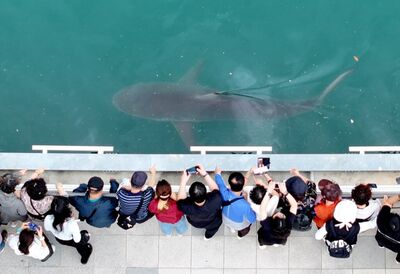 釜山水道「3.5m巨鯊」爆紅!狂吸61萬人朝聖 癱瘓海濱公園