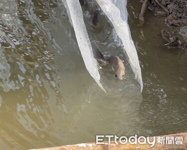 金門首度攀鱸野放257尾 烈嶼陵水湖復育盼重建野外族群