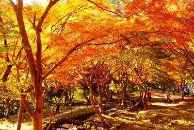 比京都市區更早！比叡山11月初就能賞楓　住寺院俯瞰琵琶湖