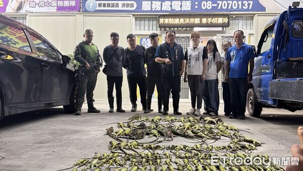 ▲洪宗麒、胡嘉玲服務處獵龍大隊出動捕獵綠鬛蜥。（圖／洪宗麒胡嘉玲服務處提供）