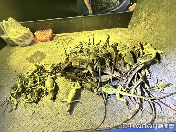 ▲洪宗麒、胡嘉玲服務處獵龍大隊出動捕獵綠鬛蜥。（圖／洪宗麒胡嘉玲服務處提供）