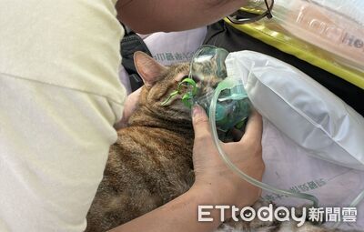 濃煙害虎斑貓「閉眼吐舌」狂喘！緊急給氧潑水...消防人寵都救