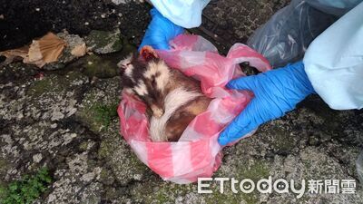 鼬獾白天闖民宅！竟是屏東第3例野動狂犬病　加強犬貓疫苗注射