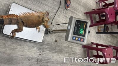 萬丹獵龍大隊2晚抓299隻！「最大咖」藏墓園...5kg巨蜥活到已變色