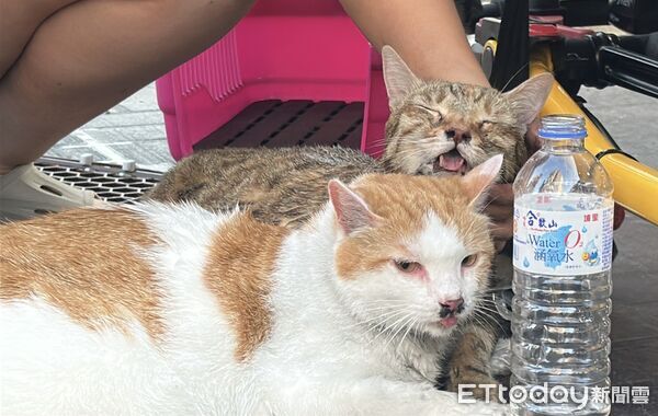 ▲恐怖黑煙害虎斑貓「閉眼吐舌」狂喘　緊急給氧潑水！消防人寵都救。（圖／記者許權毅攝）