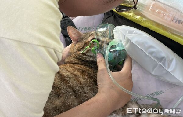 ▲恐怖黑煙害虎斑貓「閉眼吐舌」狂喘　緊急給氧潑水！消防人寵都救。（圖／記者許權毅攝）
